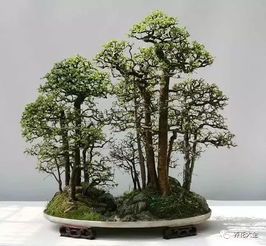 家里有這樣一個叢林盆景,再也不會怕霧霾